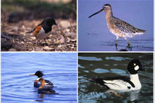 birds seen at various areas of Presque Isle State Park