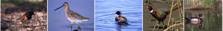 collection of birds seen on Presque Isle
