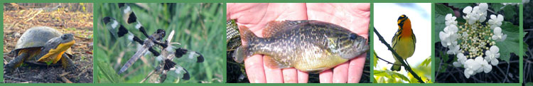 photos of various natural species found at Presque Isle