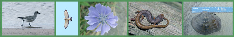 photos of varied species of wildlife and plants found at Presque Isle