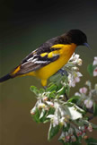 Baltimore Oriole