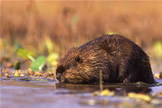 Beaver