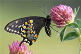 Black Swallowtail