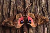 Blind Sphinx Moth