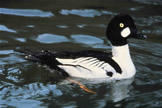 Common Goldeneye