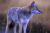 Eastern Coyote