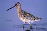 Short-billed Dowitcher