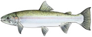 Rainbow Trout or Steelhead