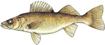Walleye