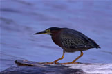 Green Heron