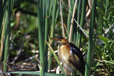 Least Bittern