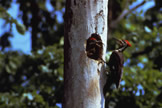 Pileated Woodpecker