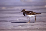 Ruddy Turnstone
