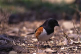 Rufous-sided or Eastern Towhee