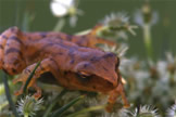 Spring Peeper