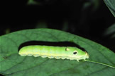 Tiger Swallowtail Caterpillar