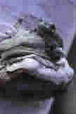 Gray Tree Frog