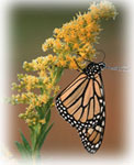 monarch butterfly alites on a honeysuckle bush