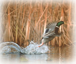 Mallard duck "lifts off" from water at TREC Presque Isle