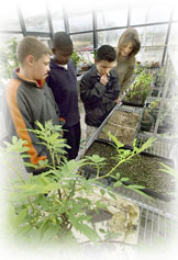 Youths looking at the variety of plants in the TREC greenhouse area