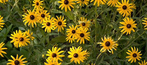 TREC Outdoors-flowers at Presque isle