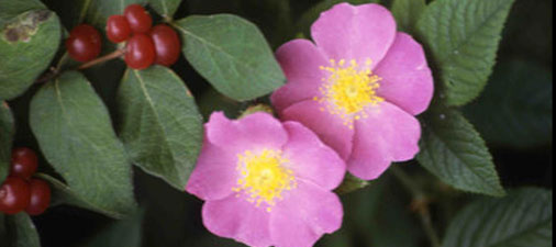 outdoor plants at Presque Isle