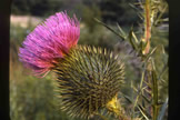 Bull Thistle
