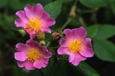 Carolina Rose/Pasture Rose