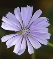 Chicory