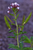 Clammyweed