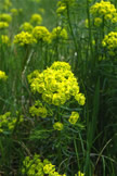 Cypress Spurge
