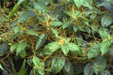Dodder