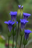 Fringed Gentian