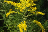 Goldenrod