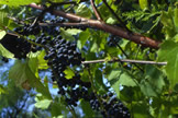 Wild Grape/Riverbank Grape