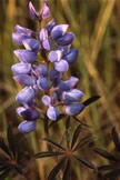 Lupine