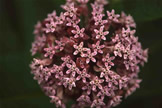 Common Milkweed