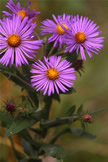 New England Aster