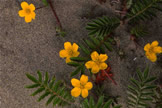 Silverweed