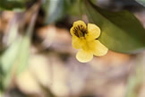 Yellow Violet